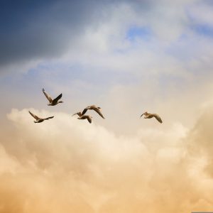 Solace in Sound - Piano Series for the Healing Heart